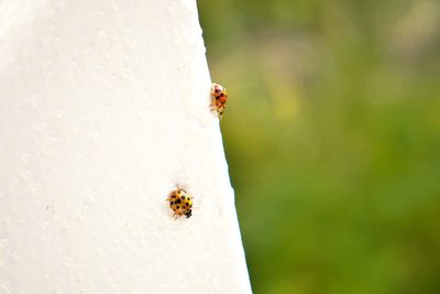 Close-up of ladybug on white flower