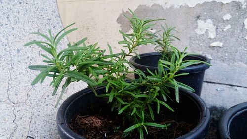 Close-up of potted plant