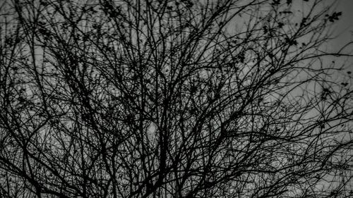 Low angle view of bare trees against sky