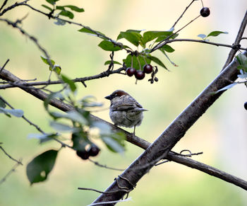 Bird perching on branch