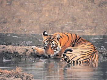 Tiger in a lake