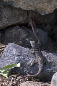 High angle view of lizard on rock