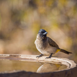 Close-up of bird perching on wood