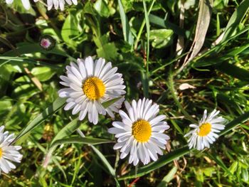 Close-up of white daisy blooming outdoors