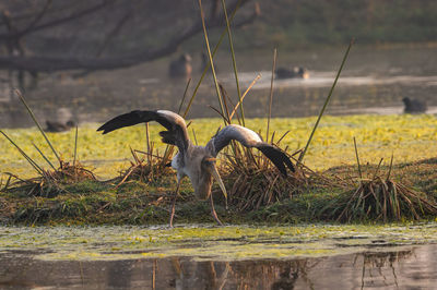 View of bird on driftwood by lake