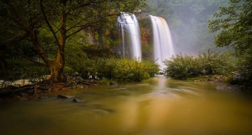 Scenic view of waterfall in forest