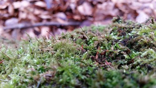 Close-up of plant growing on field