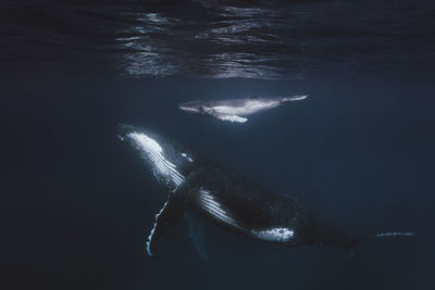 Whales swimming in sea