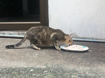 Cat sleeping on floor