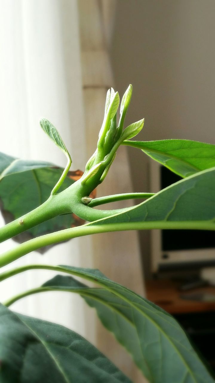 leaf, plant, growth, green color, close-up, indoors, potted plant, nature, focus on foreground, freshness, stem, green, selective focus, growing, no people, day, beauty in nature, home interior, new life, beginnings