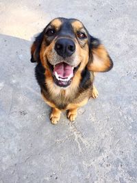 High angle portrait of dog