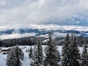 Panoramic view of pine trees in forest against sky