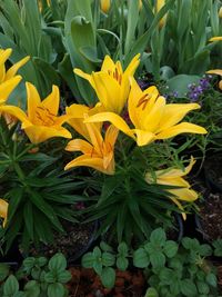 Close-up of yellow flowering plants