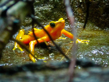 Close-up of fish swimming in sea