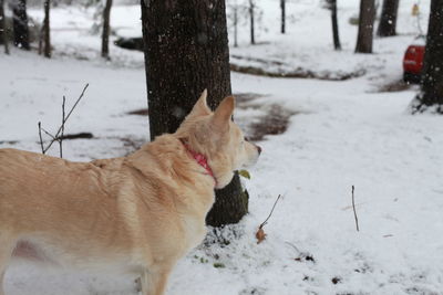 White dog navigating through snowy ground