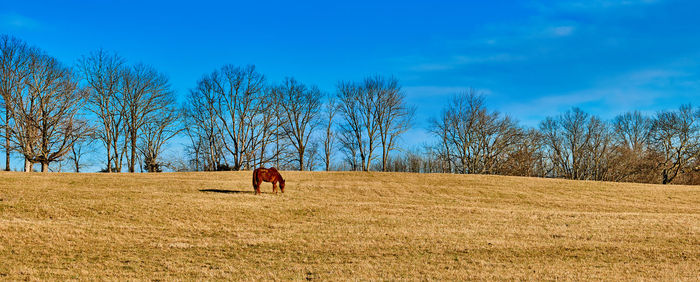 View of a horse on field