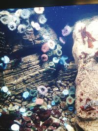 Close-up of fish underwater