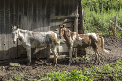 Horses standing by barn on field