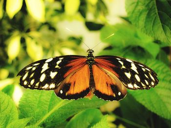 Close-up of butterfly pollinating flower