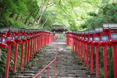 Footpath amidst lanterns at kifune shrine