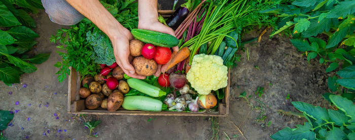 High angle view of vegetables for sale at market stall