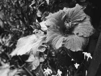 Close-up of flower growing on plant