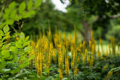 Close-up of yellow flowering plants on field