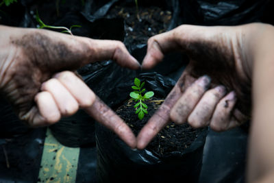 Close-up of person making heart shape with hand against seedling