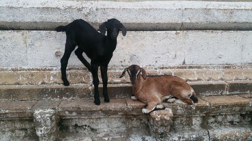 Two dogs on wall