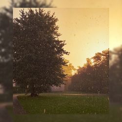 Close-up of tree against sky at sunset