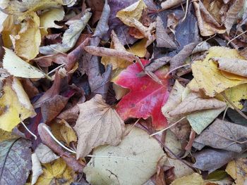 High angle view of dried leaves on field