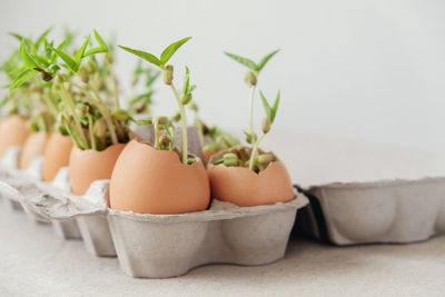 Close-up of potted plant