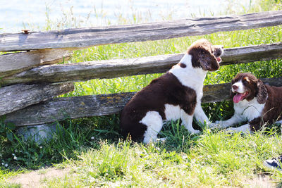 View of dog on field