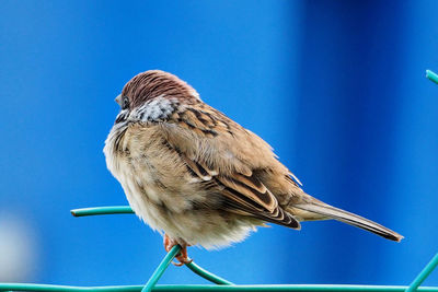 Close-up of bird