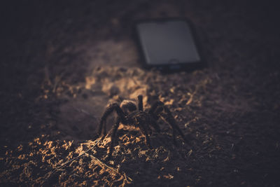 Close-up of tarantula