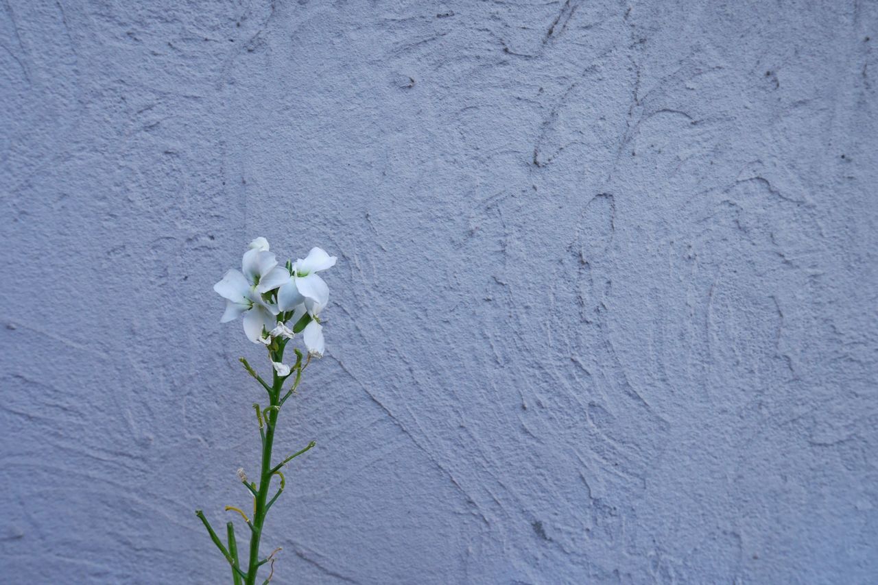 flower, growth, plant, white color, freshness, fragility, wall - building feature, petal, nature, close-up, white, leaf, beauty in nature, wall, stem, growing, flower head, no people, blooming, day