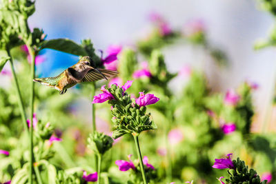 Butterfly pollinating on pink flower