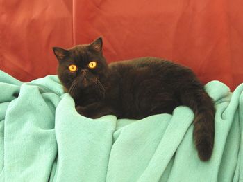 Portrait of cat relaxing on bed