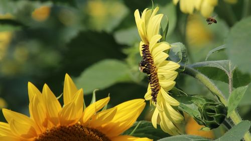Close-up of yellow flowering sunflower plant