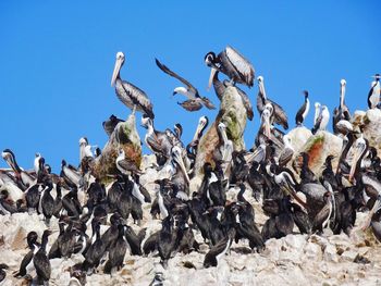 Flock of birds