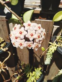 Close-up of white potted plant