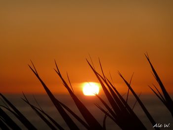 Close-up of silhouette plants against orange sunset sky