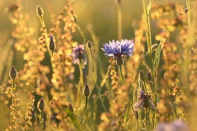 Close-up of purple flowering plant on field