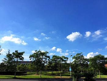 Trees in park