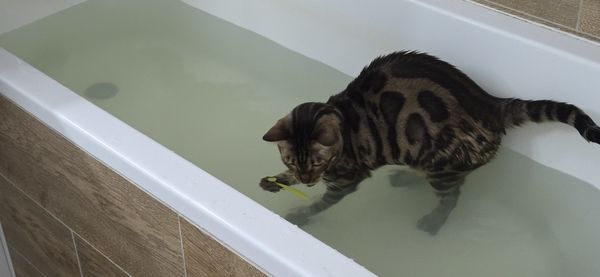 bathtub