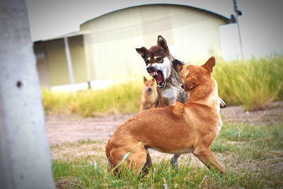 View of a dog on field