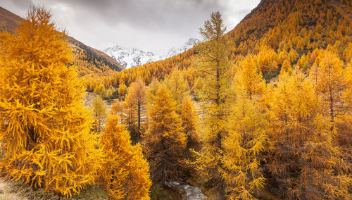 Yellow autumn trees and mountains against sky