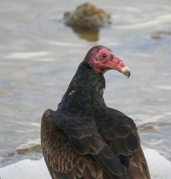 Close-up of a bird looking away