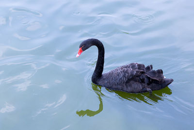 Black swan swimming in lake