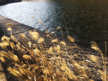 High angle view of grass and water